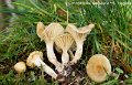 Cuphophyllus berkeleyi  f.bispora-amf2175